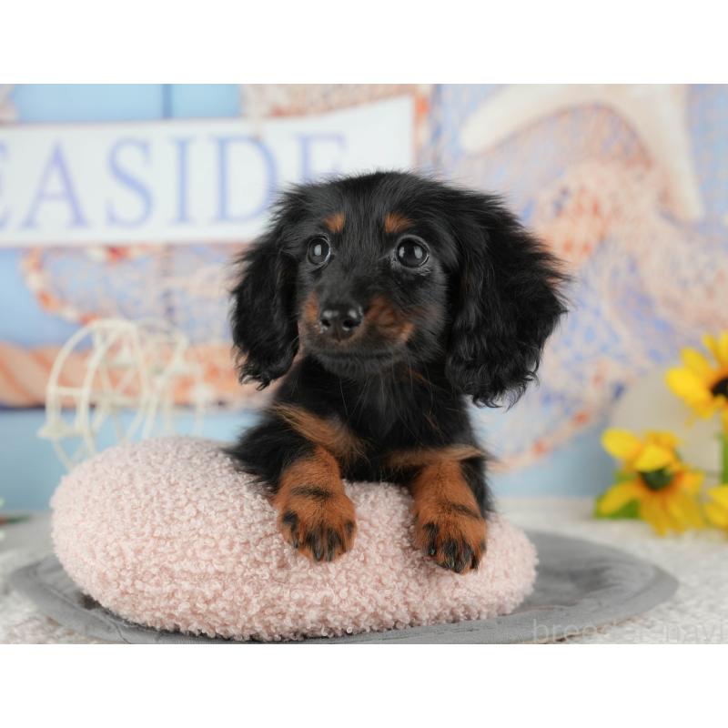 販売中の千葉県のミニチュアダックスフンド(ロングヘアード)-435267