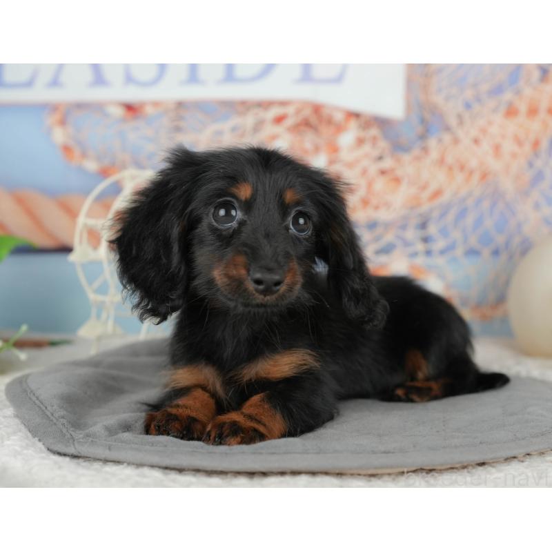 販売中の千葉県のミニチュアダックスフンド(ロングヘアード)-435267の11枚目