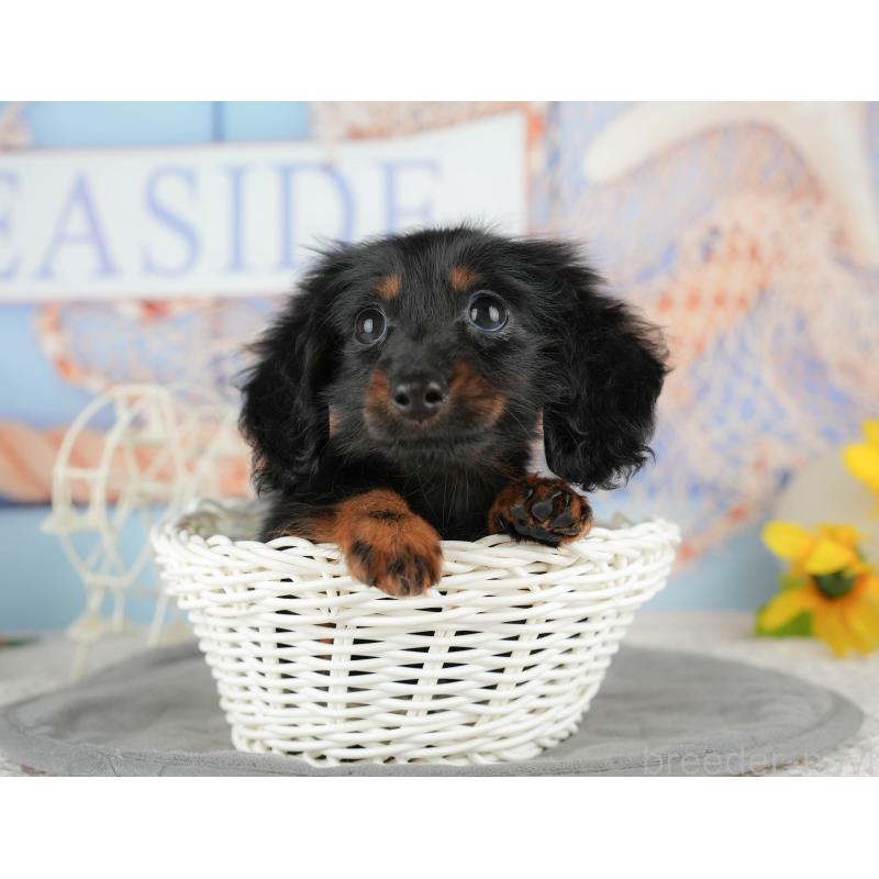 販売中の千葉県のミニチュアダックスフンド(ロングヘアード)-435267の10枚目