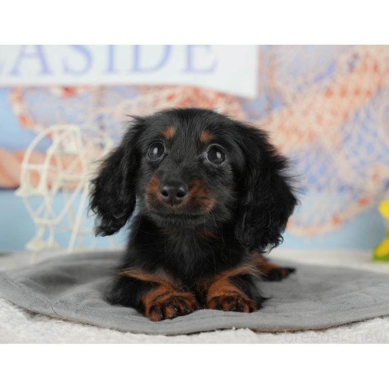 販売中の千葉県のミニチュアダックスフンド(ロングヘアード)-435267の8枚目