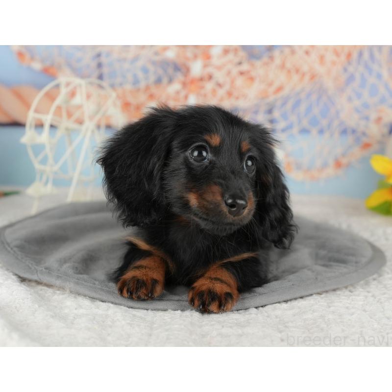 販売中の千葉県のミニチュアダックスフンド(ロングヘアード)-435267の7枚目