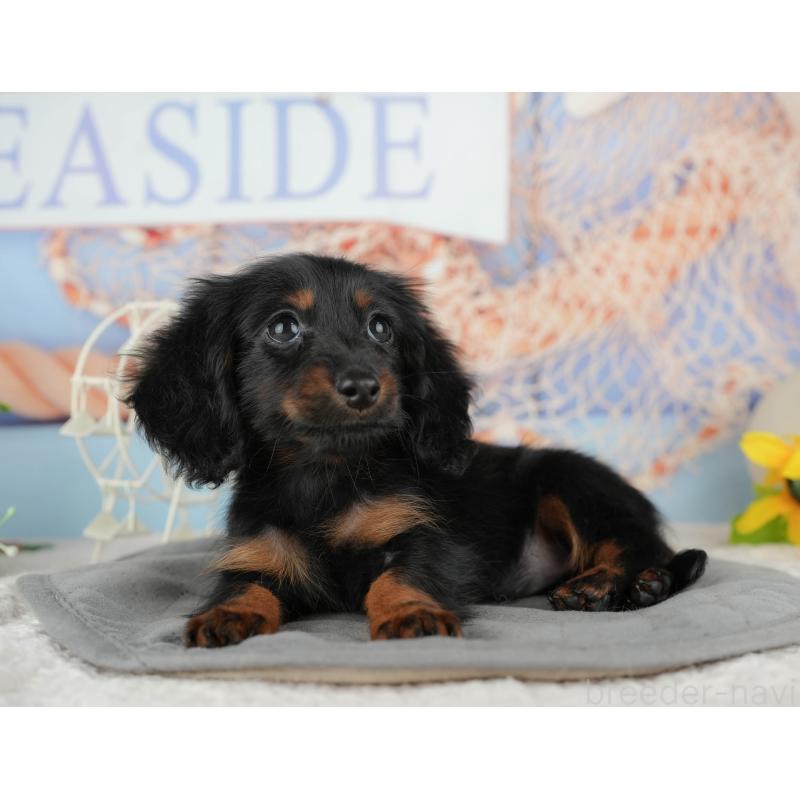 販売中の千葉県のミニチュアダックスフンド(ロングヘアード)-435267の5枚目