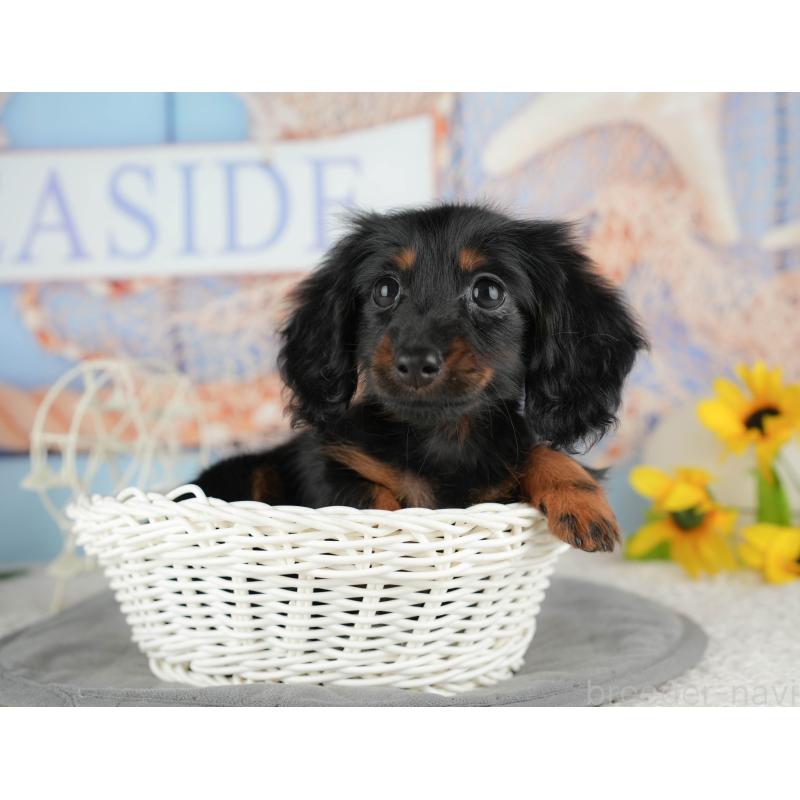 販売中の千葉県のミニチュアダックスフンド(ロングヘアード)-435267の3枚目