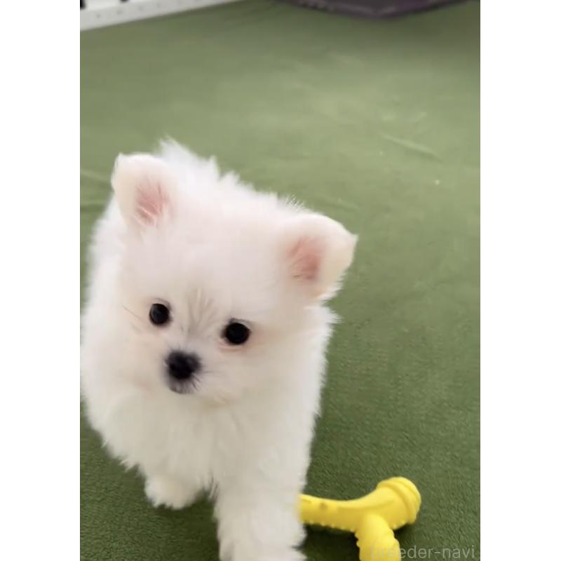 商談中の福岡県のポメマル:ポメラニアン×マルチーズ-432859の10枚目