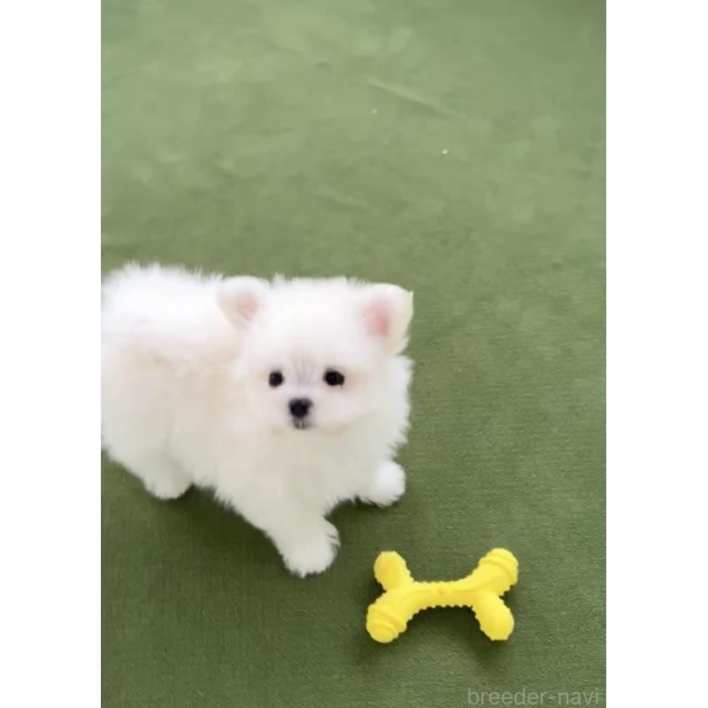 商談中の福岡県のポメマル:ポメラニアン×マルチーズ-432859の9枚目