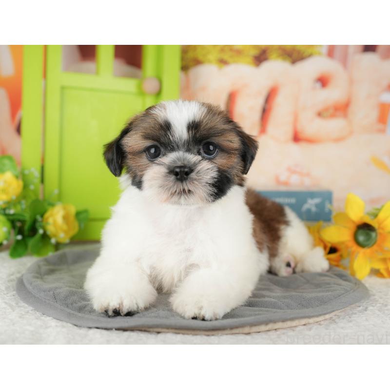 販売中の千葉県のシーズー-435264の1枚目