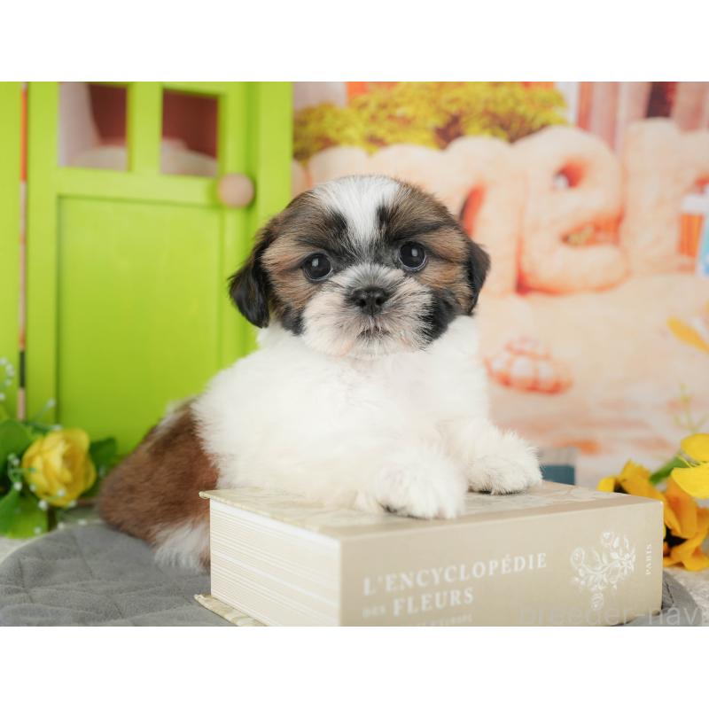 販売中の千葉県のシーズー-435264の11枚目