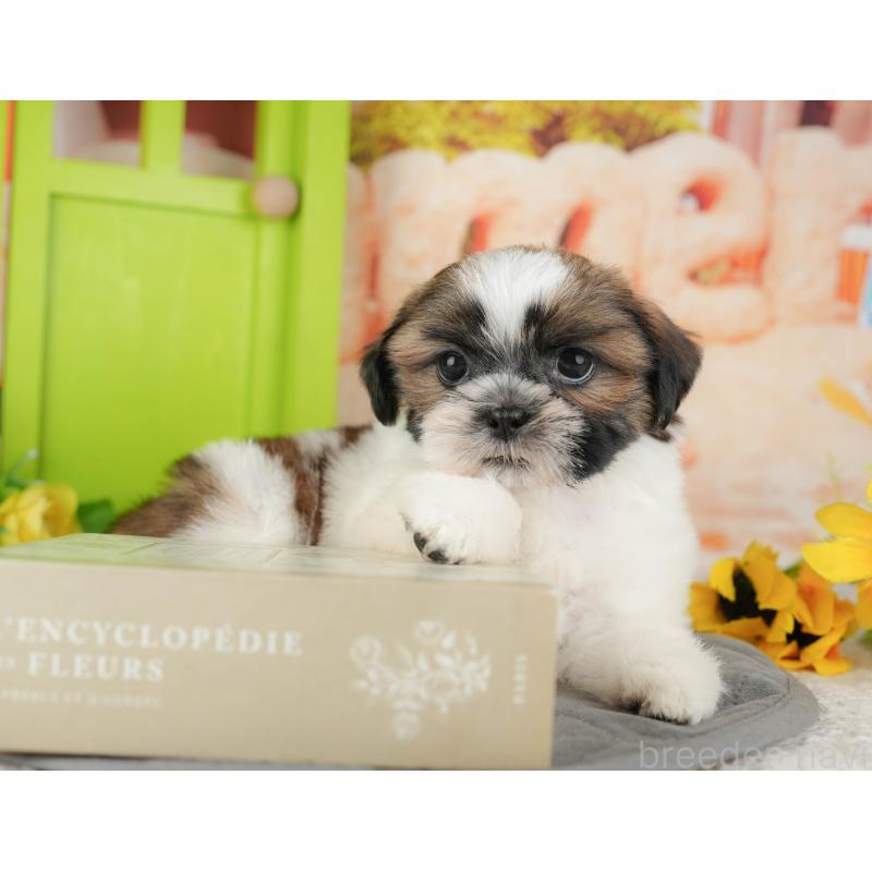 販売中の千葉県のシーズー-435264の9枚目