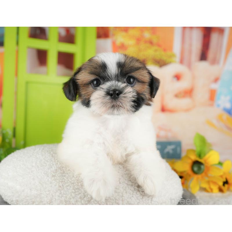 販売中の千葉県のシーズー-435264の8枚目