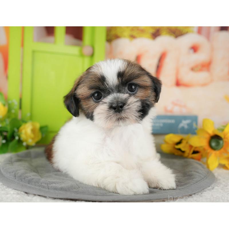 販売中の千葉県のシーズー-435264の6枚目