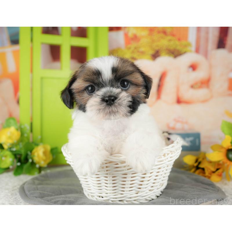 販売中の千葉県のシーズー-435264の4枚目