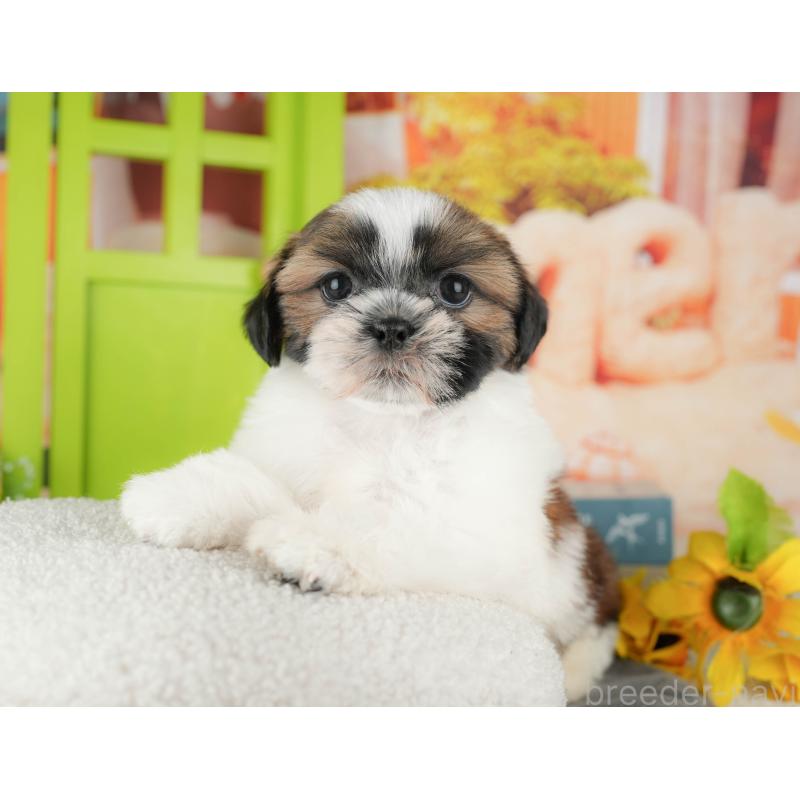 販売中の千葉県のシーズー-435264の3枚目