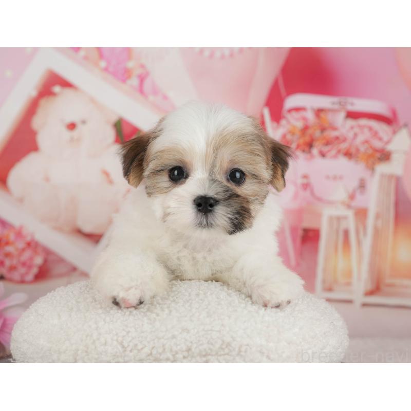 販売中の千葉県のマルシーズー:マルチーズ×シーズー-434931