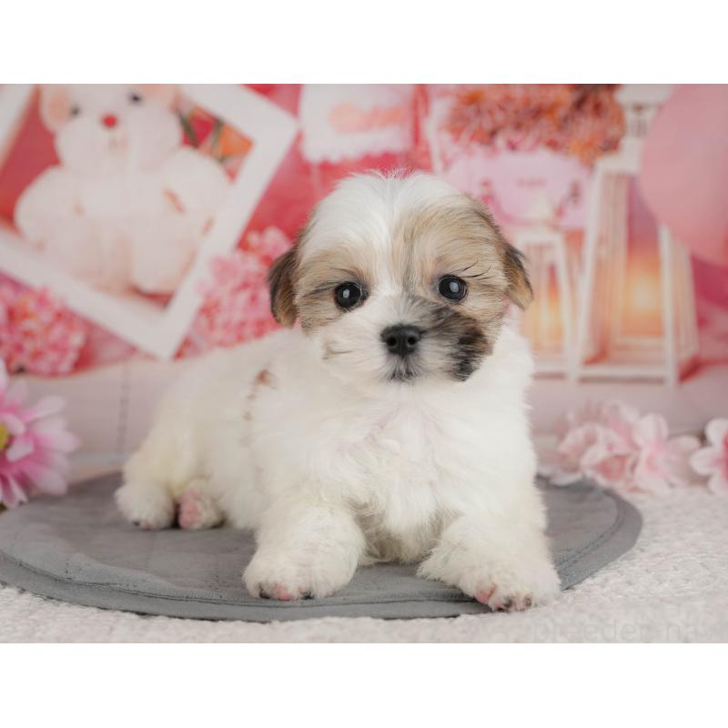 販売中の千葉県のマルシーズー:マルチーズ×シーズー-434931の11枚目