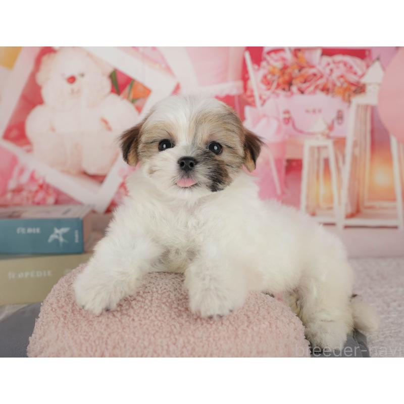 販売中の千葉県のマルシーズー:マルチーズ×シーズー-434931の10枚目