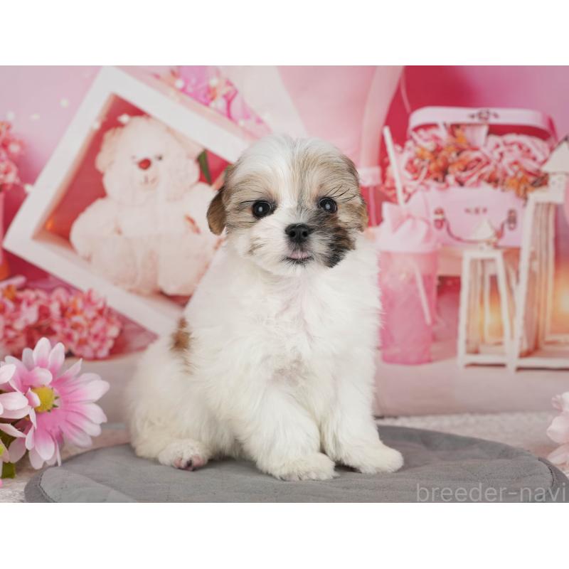 販売中の千葉県のマルシーズー:マルチーズ×シーズー-434931の9枚目