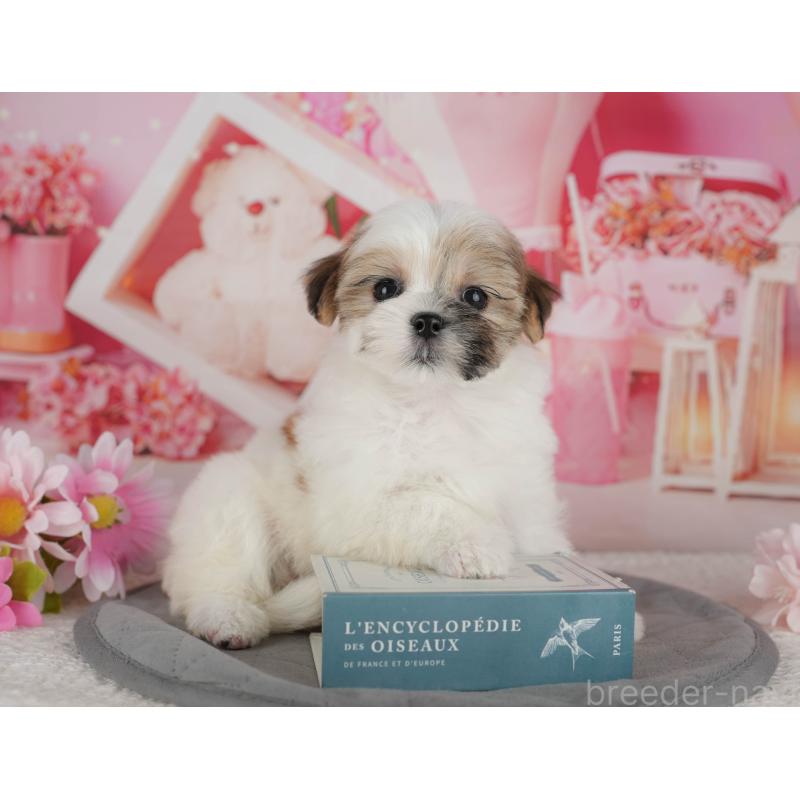 販売中の千葉県のマルシーズー:マルチーズ×シーズー-434931の8枚目