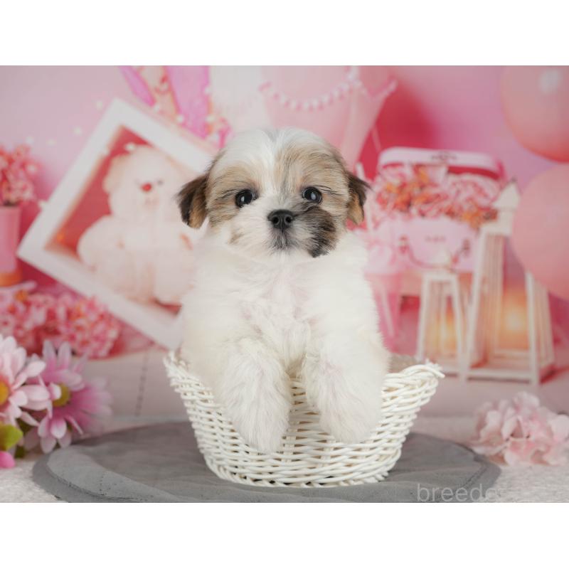 販売中の千葉県のマルシーズー:マルチーズ×シーズー-434931の7枚目