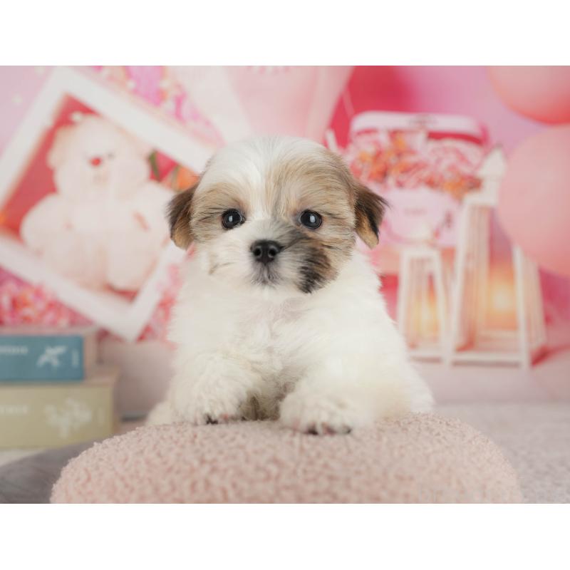 販売中の千葉県のマルシーズー:マルチーズ×シーズー-434931の6枚目