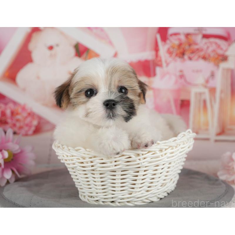 販売中の千葉県のマルシーズー:マルチーズ×シーズー-434931の5枚目