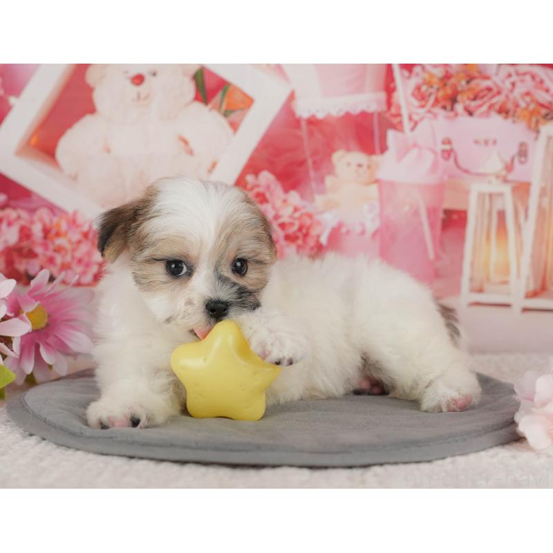 販売中の千葉県のマルシーズー:マルチーズ×シーズー-434931の4枚目