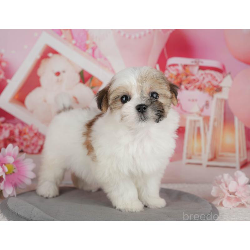 販売中の千葉県のマルシーズー:マルチーズ×シーズー-434931の3枚目