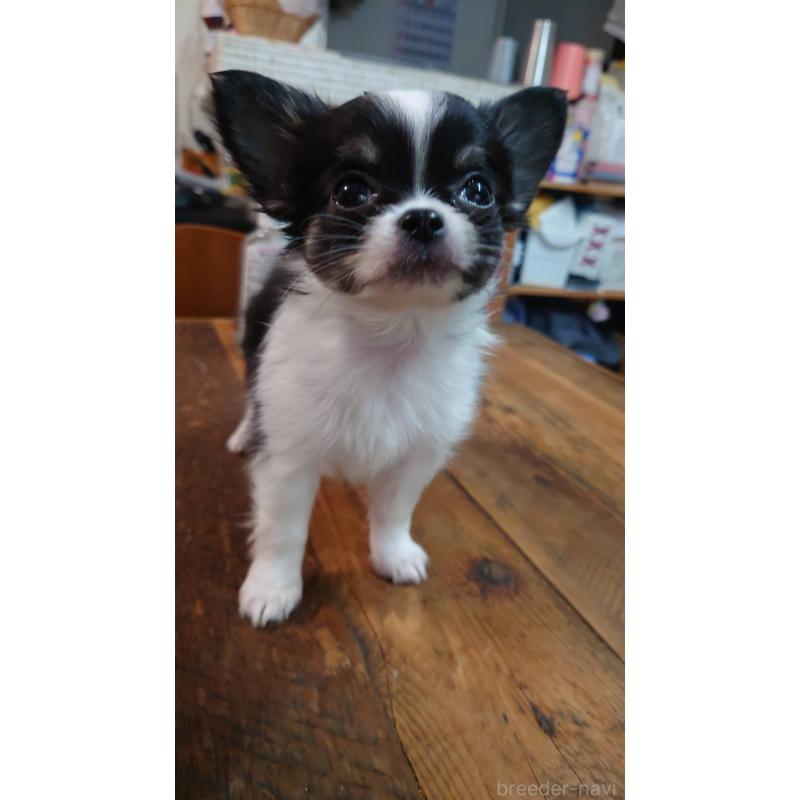 販売中の東京都のチワワ(ロングコート)-434626の5枚目