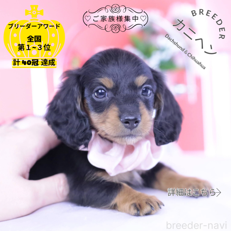 販売中の愛知県のカニンヘンダックスフンド(ロングヘアード)-432010