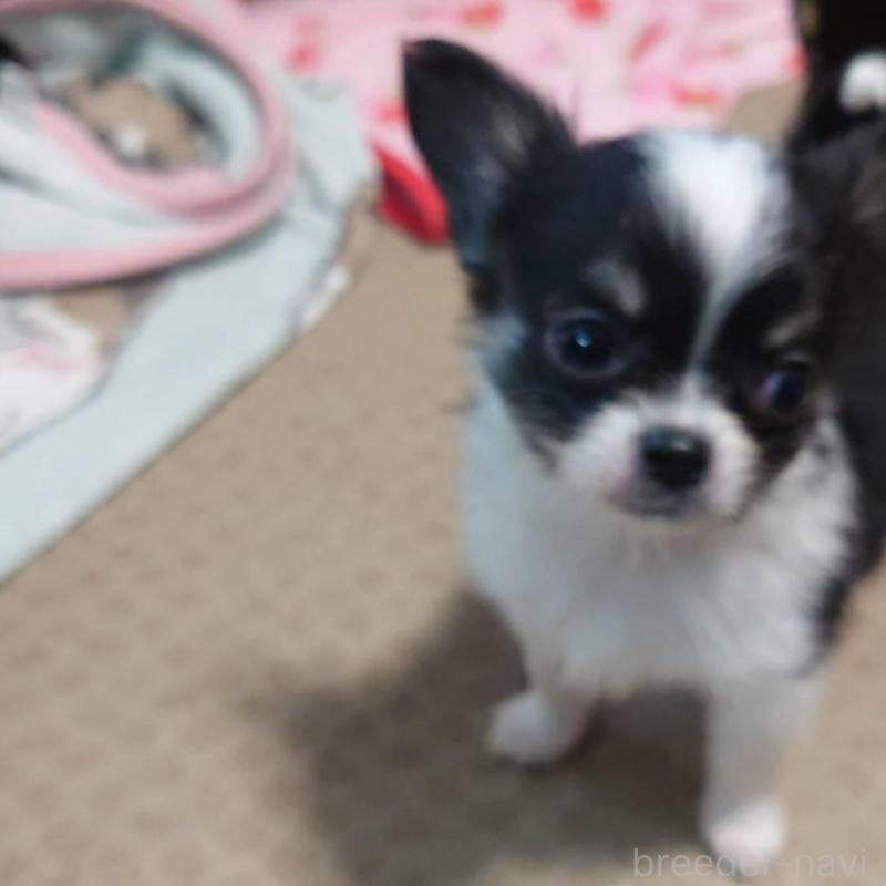 販売中の東京都のチワワ(ロングコート)-434626の4枚目