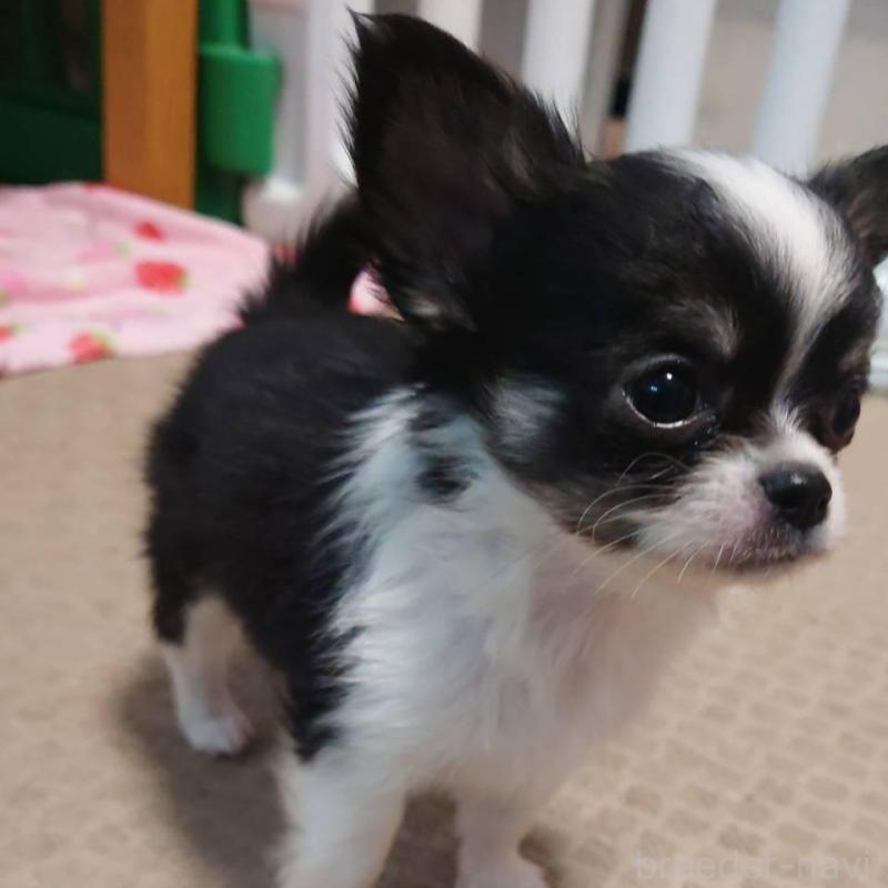 販売中の東京都のチワワ(ロングコート)-434626の3枚目