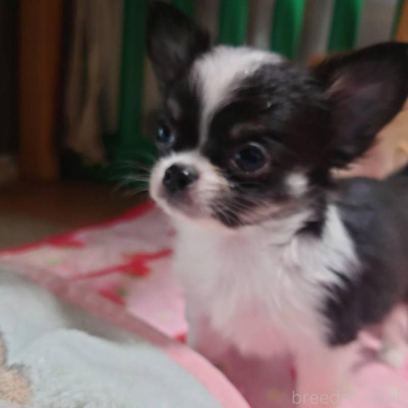 販売中の東京都のチワワ(ロングコート)-434626の2枚目