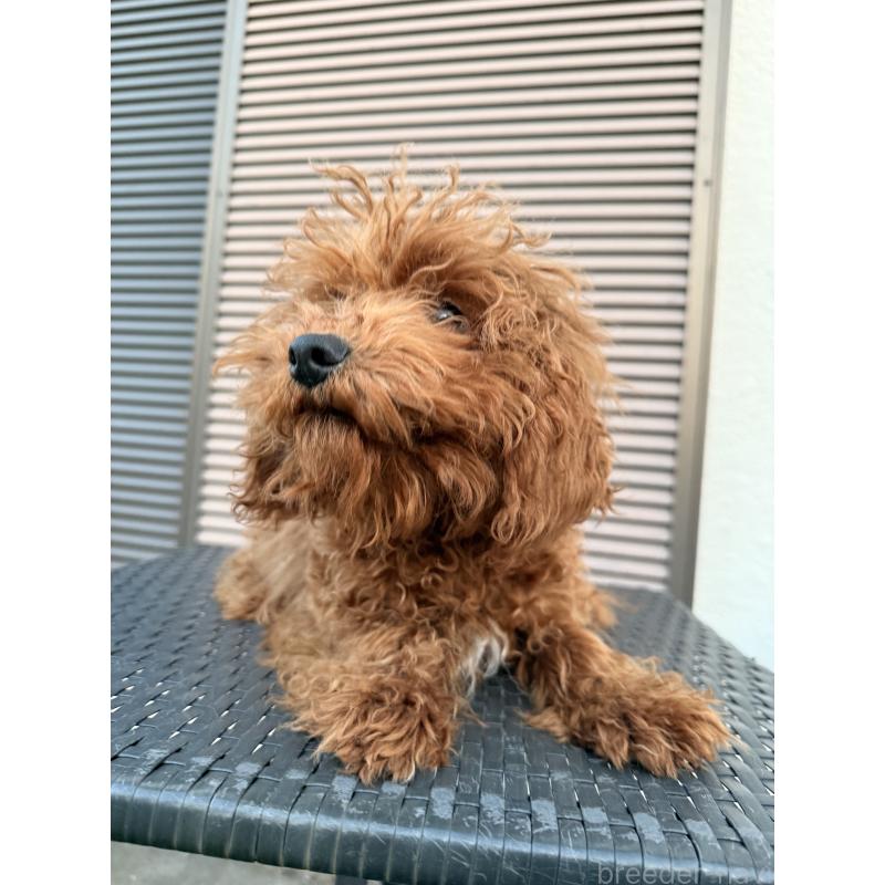 販売中の埼玉県のトイプードル-434627の5枚目