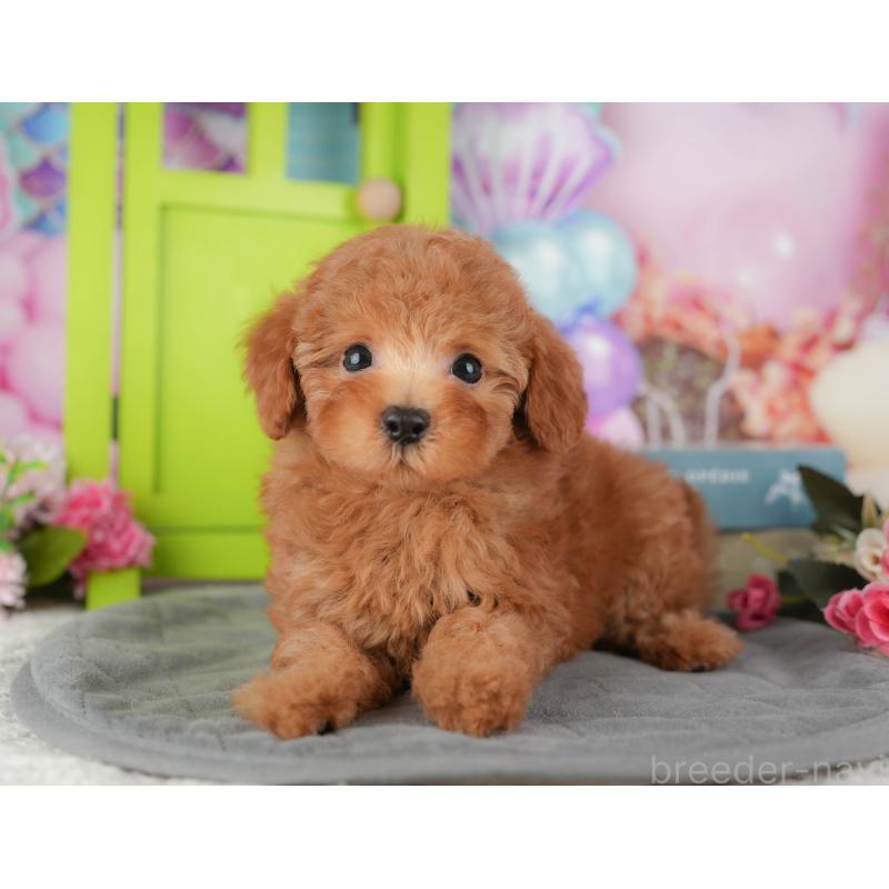 販売中の千葉県のトイプードル-434704