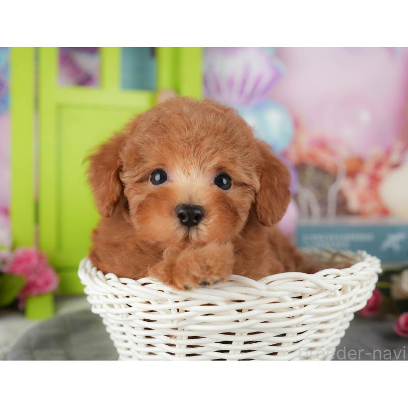 販売中の千葉県のトイプードル-434704の11枚目