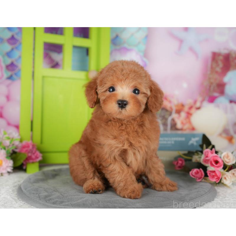 販売中の千葉県のトイプードル-434704の10枚目