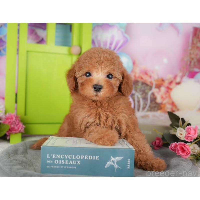 販売中の千葉県のトイプードル-434704の9枚目