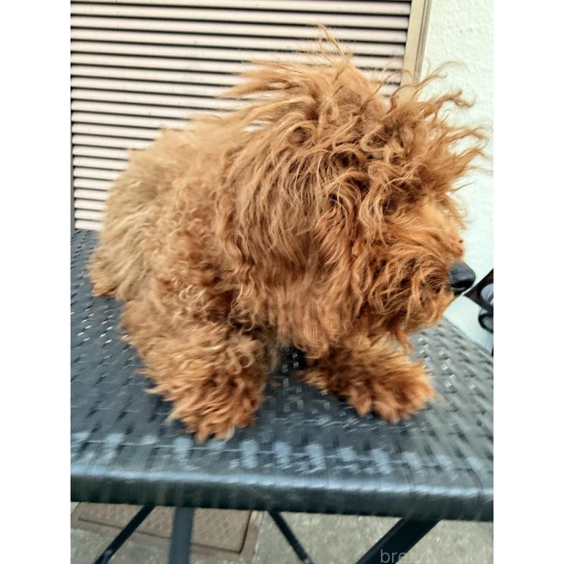 販売中の埼玉県のトイプードル-434627の3枚目