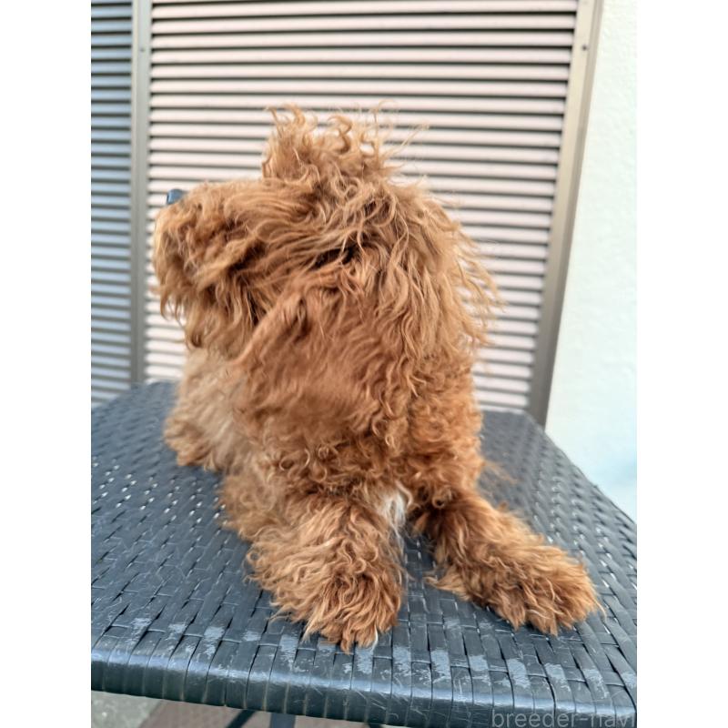 販売中の埼玉県のトイプードル-434627の2枚目