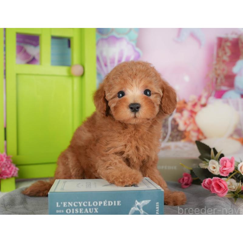 販売中の千葉県のトイプードル-434704の6枚目