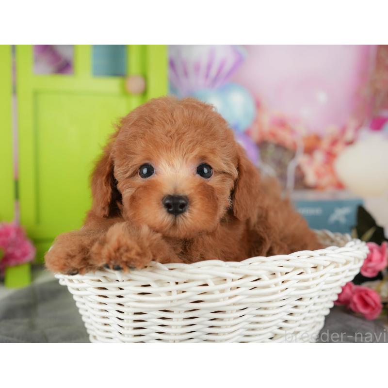 販売中の千葉県のトイプードル-434704の5枚目