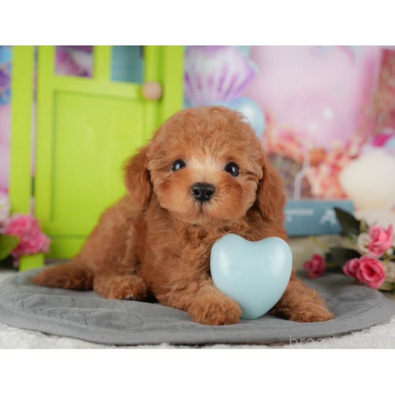 販売中の千葉県のトイプードル-434704の4枚目