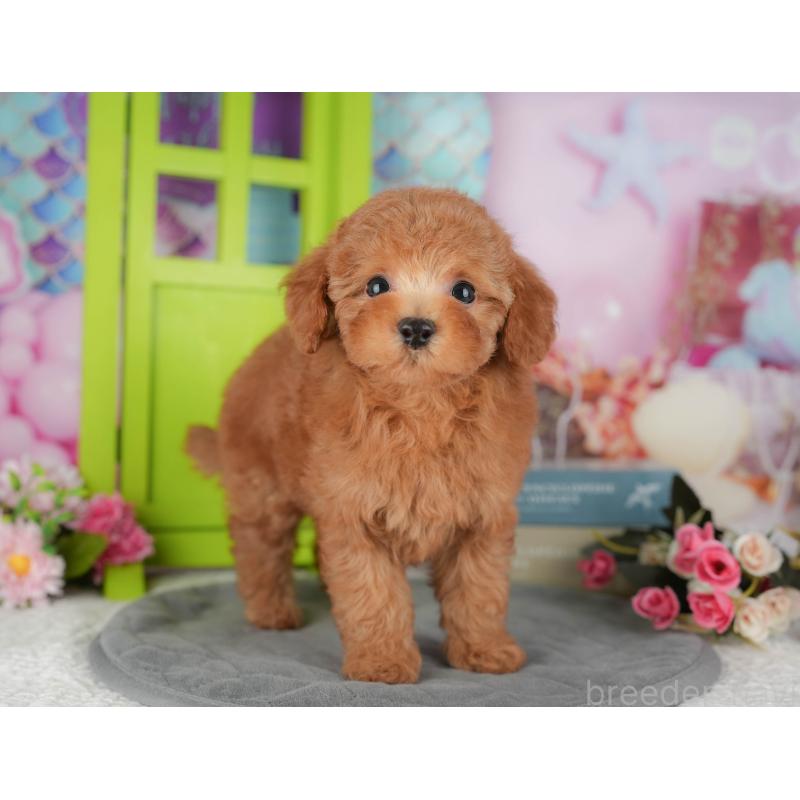 販売中の千葉県のトイプードル-434704の3枚目