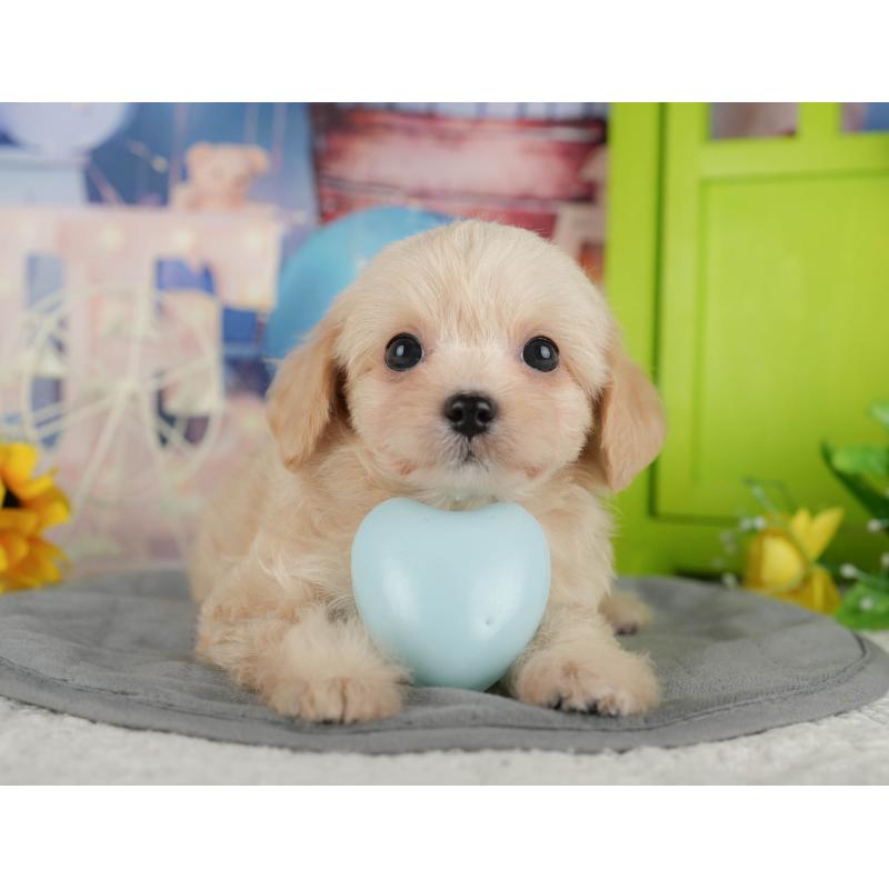 販売中の千葉県のチワプー:チワワ×トイプードル-434650の1枚目