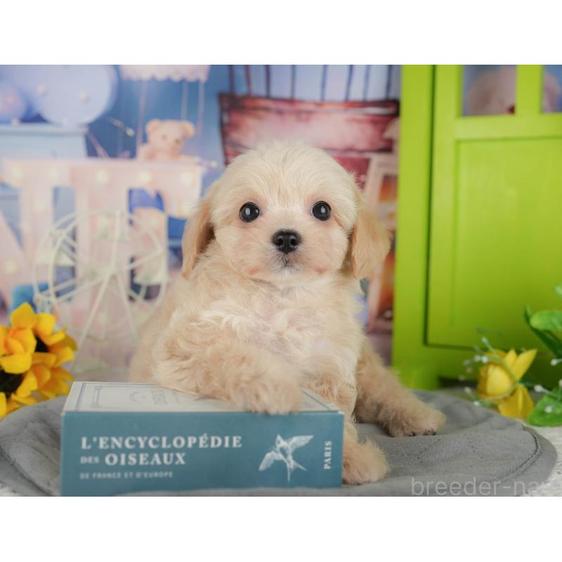 販売中の千葉県のチワプー:チワワ×トイプードル-434650の11枚目