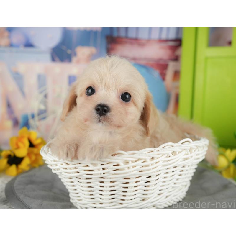 販売中の千葉県のチワプー:チワワ×トイプードル-434650の10枚目