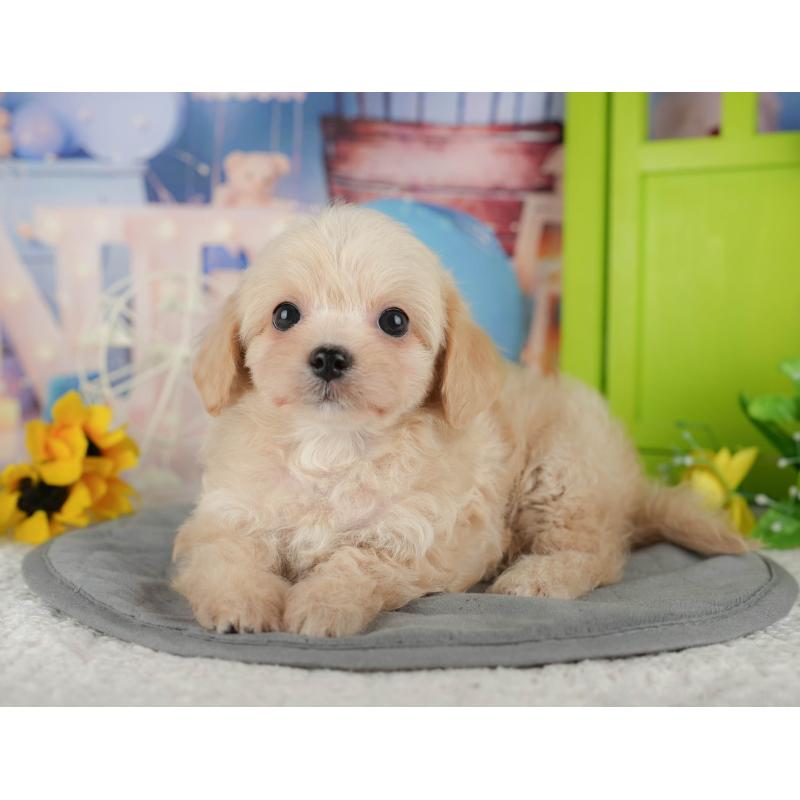 販売中の千葉県のチワプー:チワワ×トイプードル-434650の8枚目