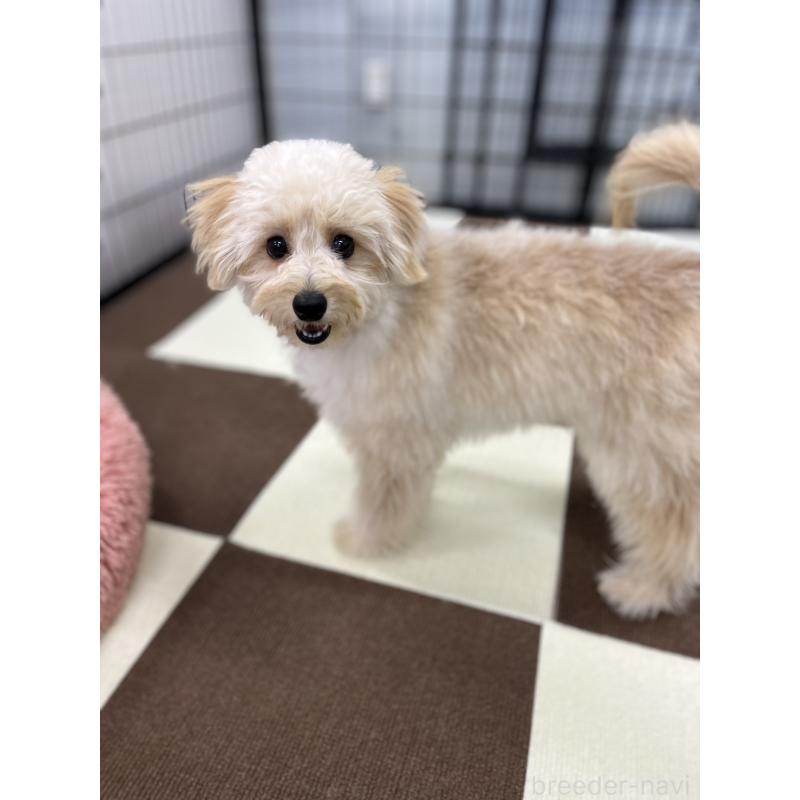 販売中の埼玉県のポメプー:ポメラニアン×トイプードル-410874の10枚目