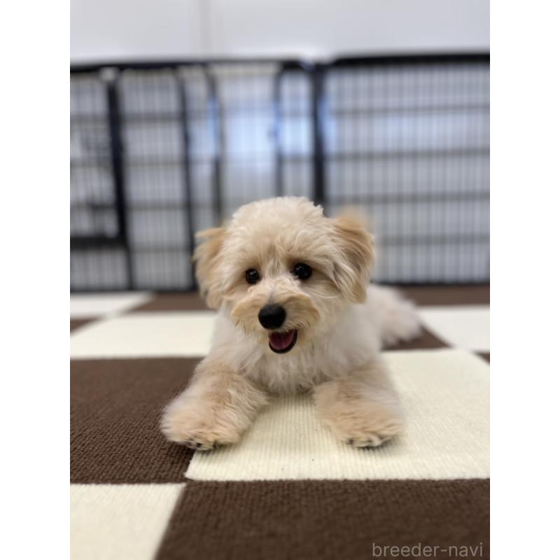 販売中の埼玉県のポメプー:ポメラニアン×トイプードル-410874の9枚目