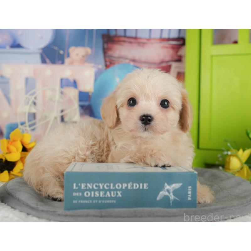 販売中の千葉県のチワプー:チワワ×トイプードル-434650の7枚目