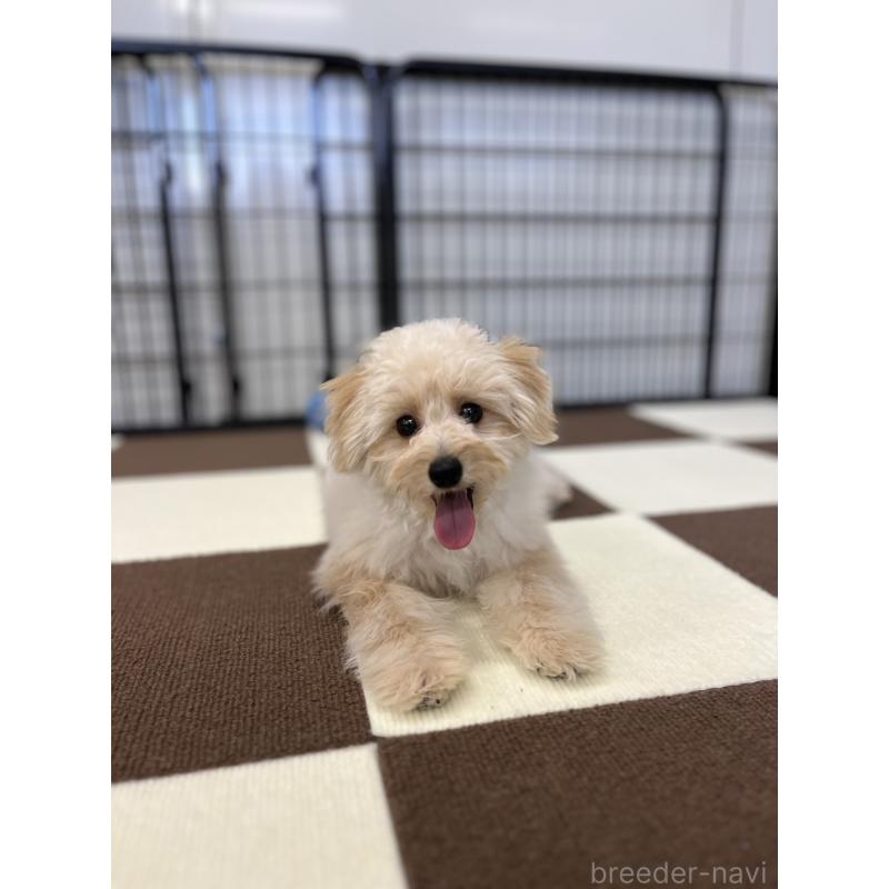 販売中の埼玉県のポメプー:ポメラニアン×トイプードル-410874の8枚目